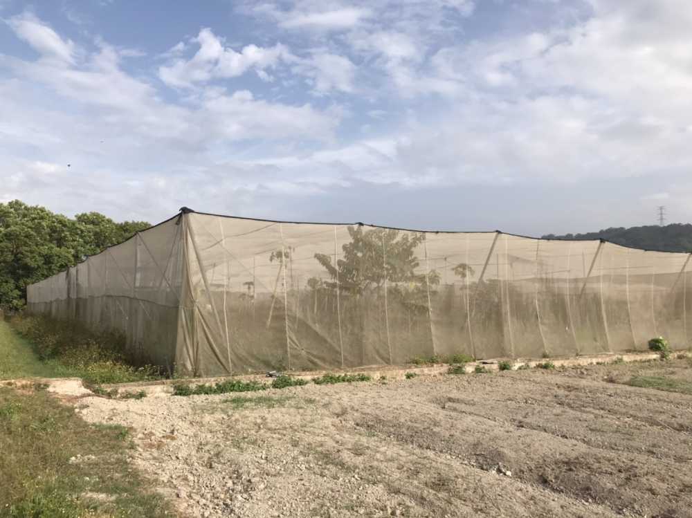 有機綠皮粟子南瓜/箱(2顆)