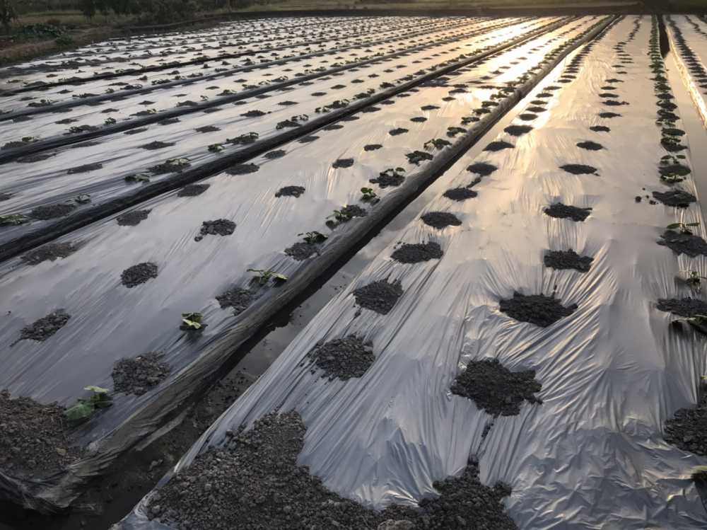 有機綠皮粟子南瓜/箱(2顆)