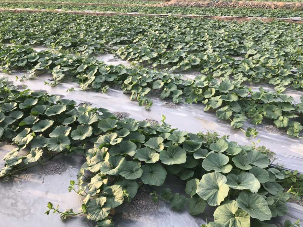 有機綠皮粟子南瓜/箱(2顆)